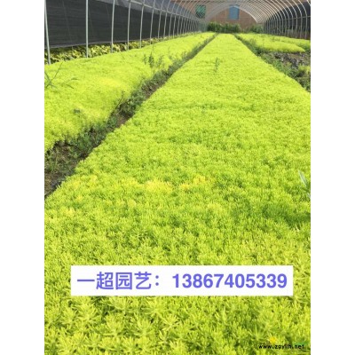 精品十大功劳小杯 大杯 土地征用 低价出售