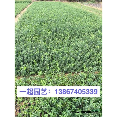 南非万寿菊，精品南非万寿菊小杯苗，大杯苗