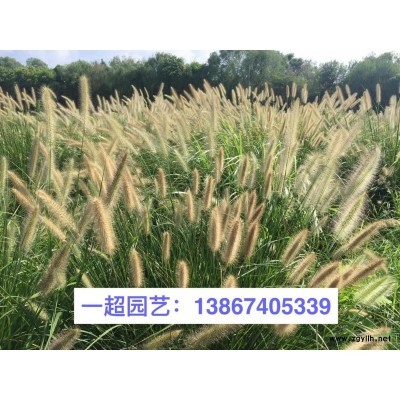 马蹄金，精品马蹄金小苗，马蹄金草皮，马蹄金草坪