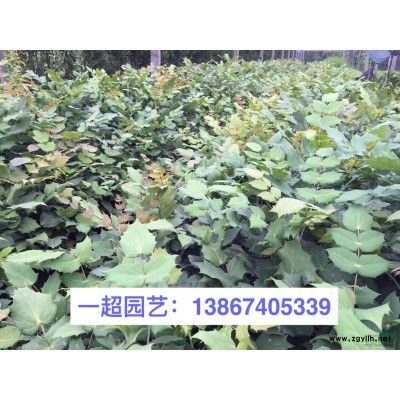 卫矛 精品卫矛小苗，地栽，盆栽，小杯，卫矛价格