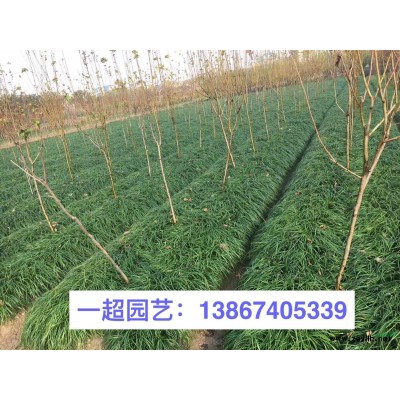 银边麦冬 银边麦冬价格 银边麦冬批发