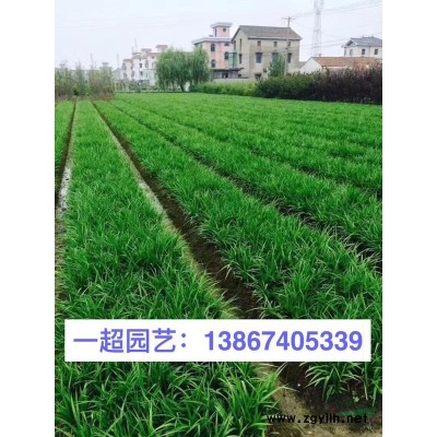 黑麦冬 精品黑麦冬价格 黑麦冬基地