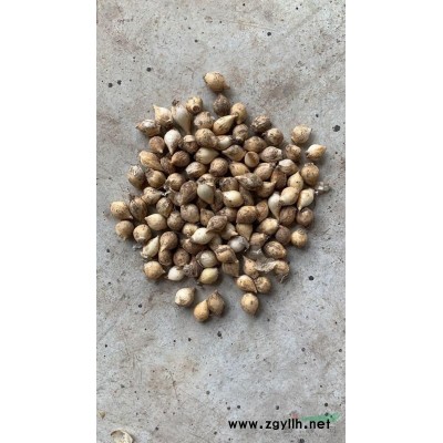 马来眼子菜 马莱眼子菜价格 水生植物批发