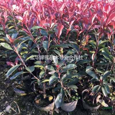 30冠幅60公分高红叶石楠大杯苗基地,产地批价格低多少钱一棵