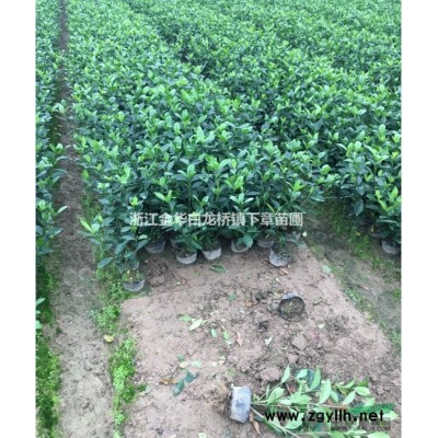 浙江金华红叶石楠什么价格上车金华绿程苗木合作社批发小杯苗基地