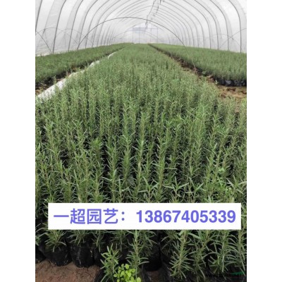 金丝楠木 金丝楠木小苗 小叶艾草 艾草价格