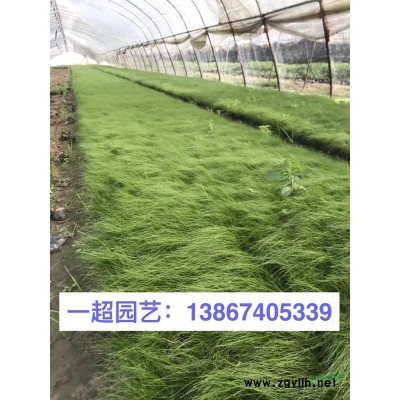 黄金香柳，精品黄金香柳各种规格*