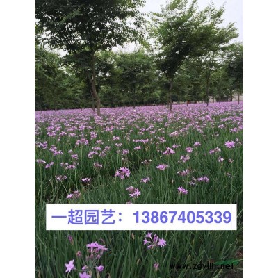菰 菰基地价格 菰批发