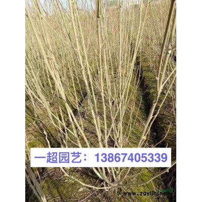 紫娇花 紫娇花小苗 地栽 小杯 双色杯 紫娇花价格