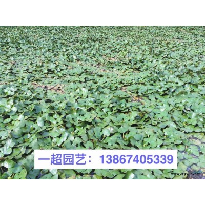 狗尾草 精品狗尾草批发 狗尾草批发