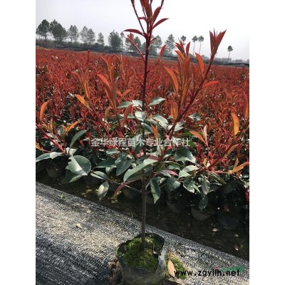 金华红叶石楠杯苗批发/供应,浙江红叶石楠大杯苗基地在金华