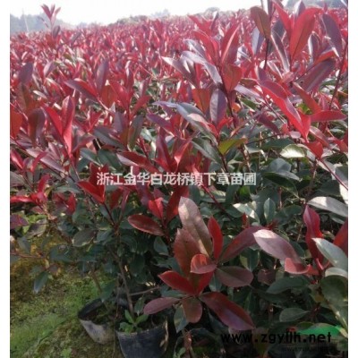 浙江红叶石楠杯苗哪里好/哪家便宜_金华绿程苗木红叶石楠大杯苗