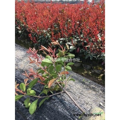 2019年金华红叶石楠大杯苗基地供货上车价格表,浙江批发市场