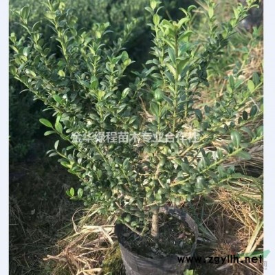 浙江省金华市红叶石楠营养杯苗价格表,工程绿化苗产销基地,产地