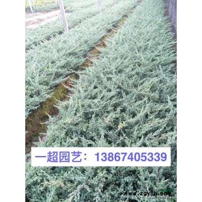 瓜叶菊，精品瓜叶菊小杯苗，大杯苗，双色杯*
