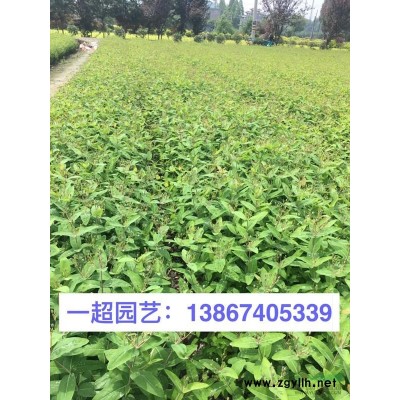吉祥草，精品吉祥草，冬天还是绿油油的