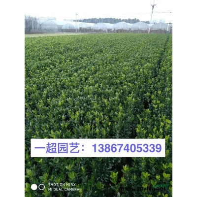 木槿 精品木槿