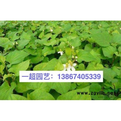 鸢尾，小兰花鸢尾，各种鸢尾规格*