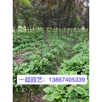 浙江美人蕉哪里便宜/大量批发精品粉花美人蕉 美人蕉基地