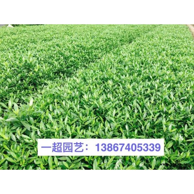 浙江美人蕉基地/美人蕉大杯苗 矮秆美人蕉大量批发