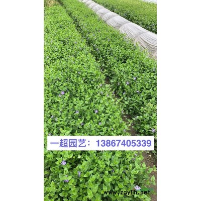 香根草 香根草基地价格 香根草批发