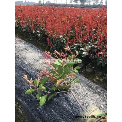 金华红叶石楠杯苗价格0.21元一株批发浙江红叶石楠基地在哪里