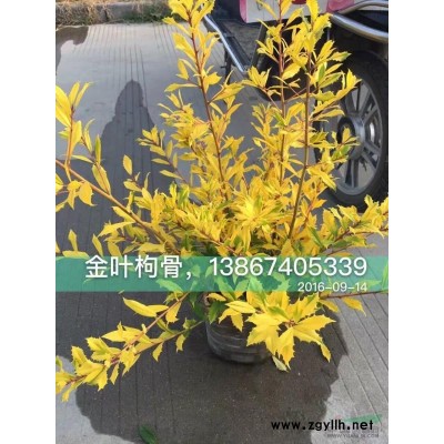 花葱 *大花葱 小花葱 批发