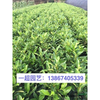 金边无秃子球 金边胡颓子球