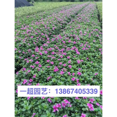 红继木、红花檵木、红花继木小秧苗