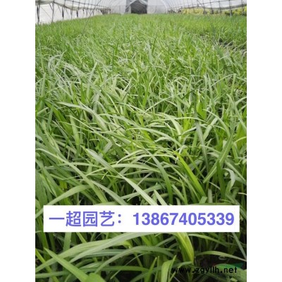 浙江哪里有青葙 紫菀 地榆 蛇含委陵菜 拉布拉多堇菜基地价格