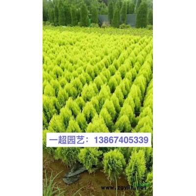 凤眼莲 精品凤眼莲 凤眼莲基地