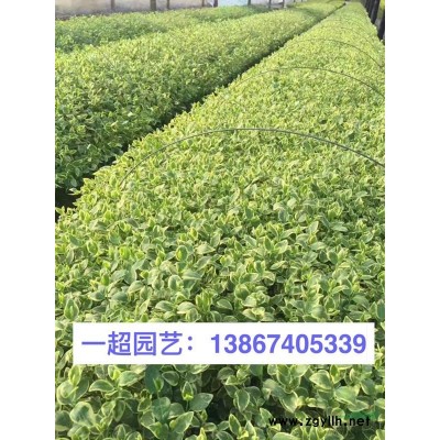 微齿眼子菜 微齿眼子菜批发 微齿眼子菜价格