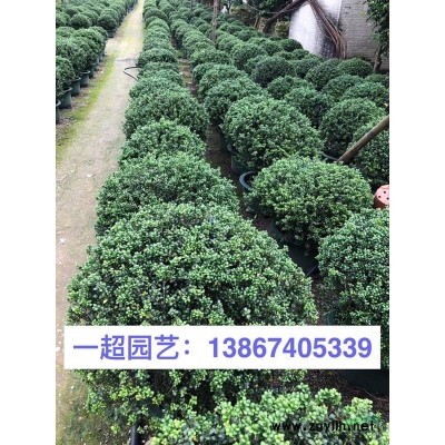 玉龙草 精品玉龙草价格 玉龙草批发