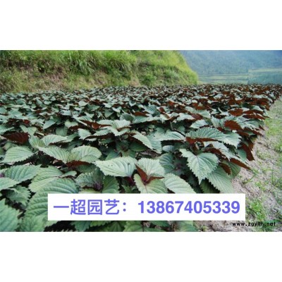 竹叶眼子菜 竹叶眼子菜基地价格