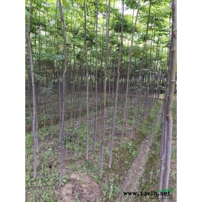 墨西哥落羽杉2供应/墨西哥落羽杉2图片