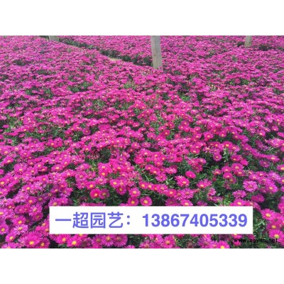 狼尾草行情/白穗狼尾草 白美人狼尾草基地直销/地栽苗，小杯苗