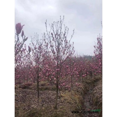 浙江苗圃基地直销批发一年生红枫/一年生日本红枫