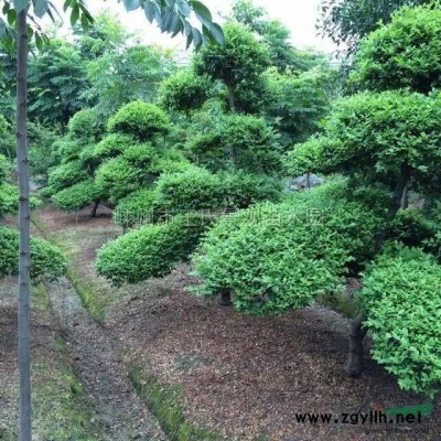 浙江羽毛枫＋日本红枫介绍