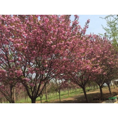 香泡 精品香泡 香泡价格