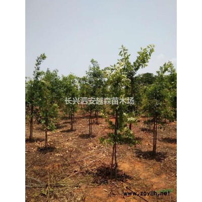 长兴供应大量红梅 树型好 有需要联系