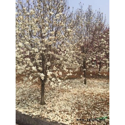 浙江苗圃基地直销各种规格黄金枫