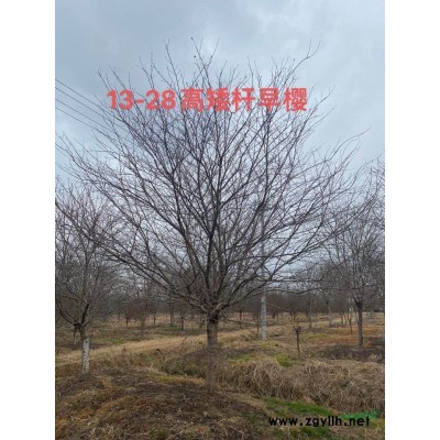 浙江苗圃基地直销各种规格樱花/高杆樱花