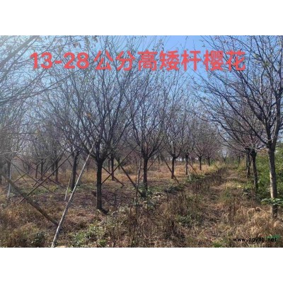 浙江苗圃基地直销供应各种规格羽毛枫