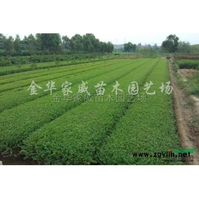 浙江银姬小蜡球*新报价/银姬小蜡球图片