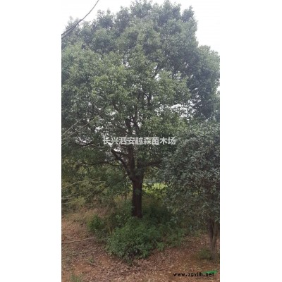 湖州大量处理特价3-10公分乌臼