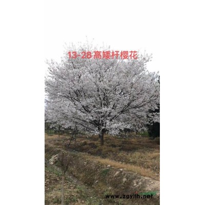 浙江苗圃基地直销丛生紫薇