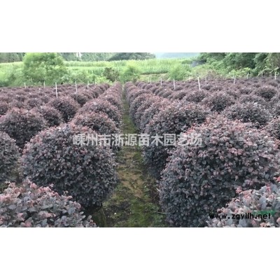 浙江苗圃基地直销各种规格红玉兰