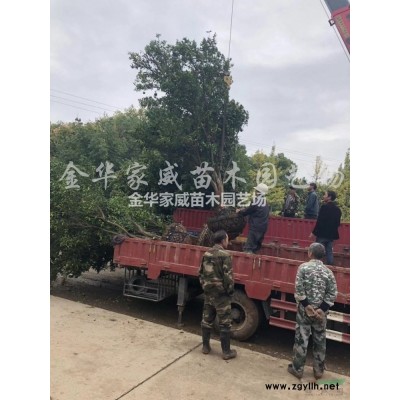 浙江毛鹃信息