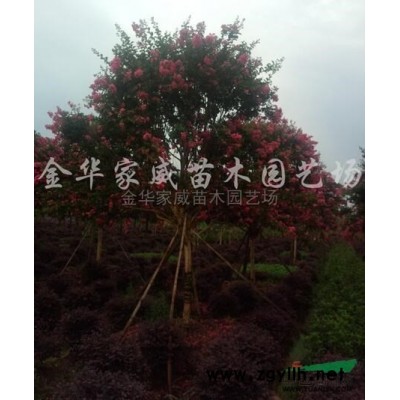 浙江红花继木柱*新报价/红花继木柱图片
