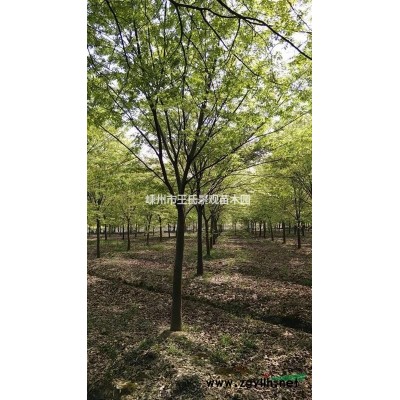 浙江造形黑松2*新报价/造形黑松2图片